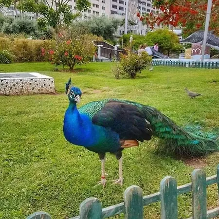 Daire Bonito Piso En Marinador Oropesa del Mar